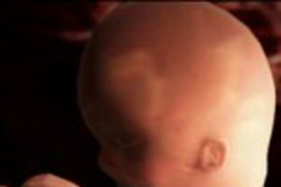 Nova fonte de células estaminais