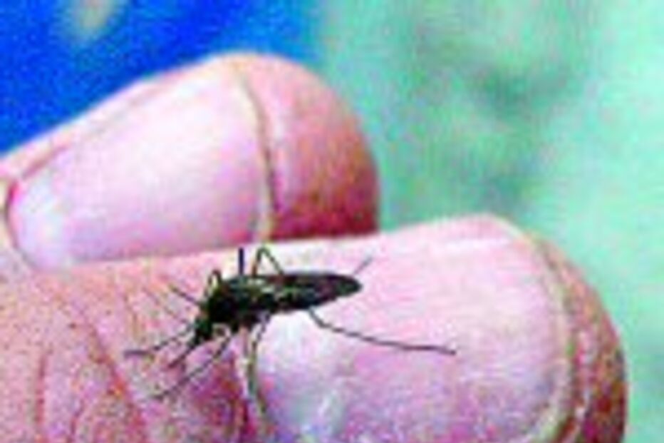Alcácer do Sal vai erradicar mosquitos em Abril