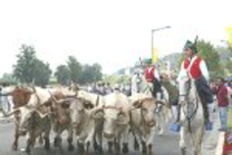 CORUCHE DESFILA NA RUA
