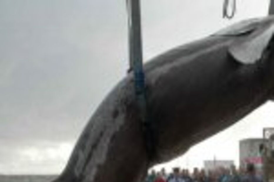 Apanhado tubarão de 7 metros