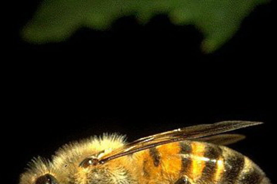 Abelhas atacam polícias