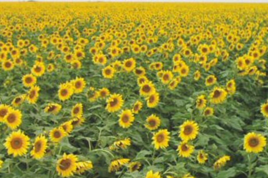 Espanha retira alerta sobre o uso do óleo de girassol