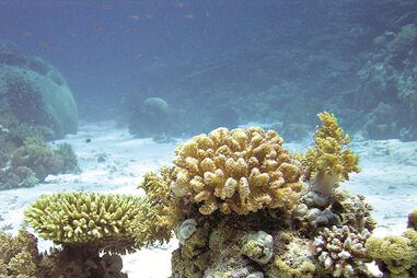 Deserto no fundo dos mares