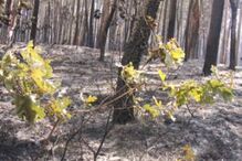 area ardida, incendios, fogo, chamas 