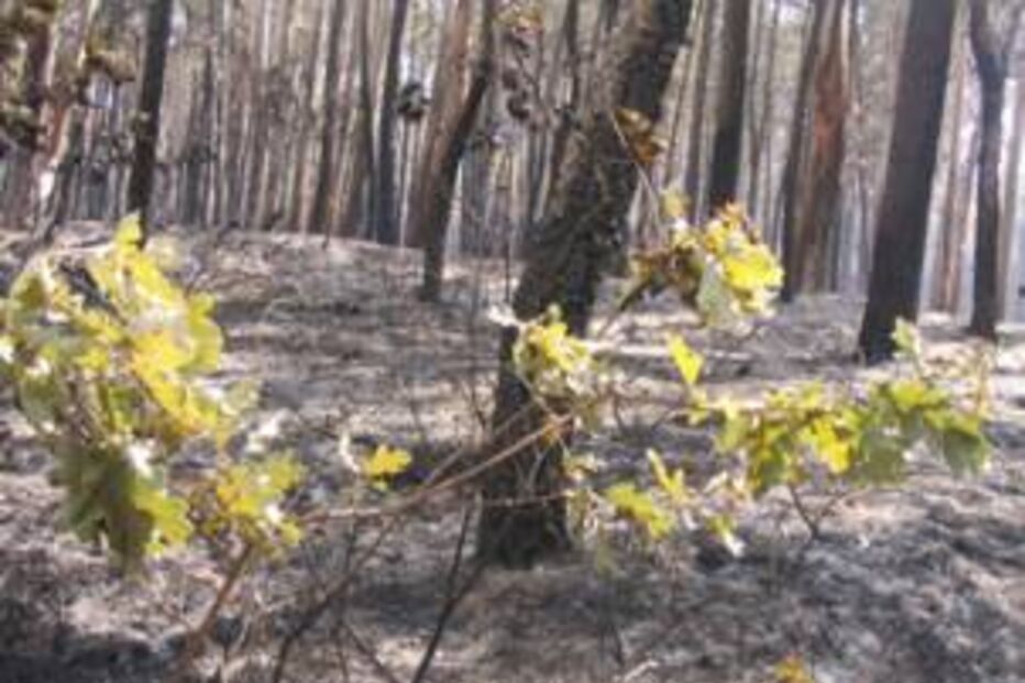 area ardida, incendios, fogo, chamas 