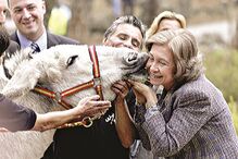 A rainha Sofia visitou ontem a Fundação Casa do Burro, em Rute, Córdova, na região da Andaluzia. A soberana espanhola manifestou o seu afecto por este animal em vias de extinção e baptizou de ‘Chuva’ o burro da foto. (Olga Labrador / Epa)