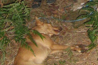 Vinte cães envenenados em aldeia