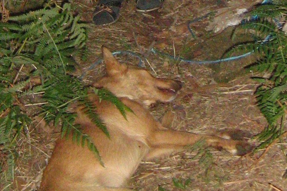 Vinte cães envenenados em aldeia