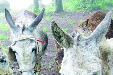 Pitbull mata dois burros