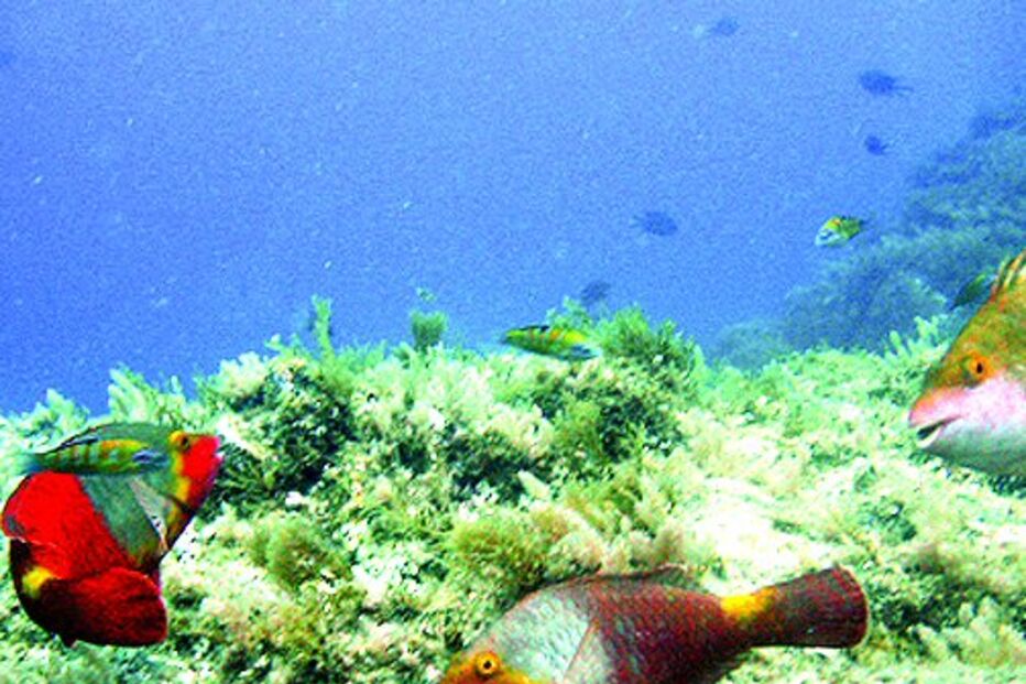 Marinha estuda o fundo do mar