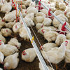<![CDATA[ Gripe das aves detetada em Setúbal ]]>