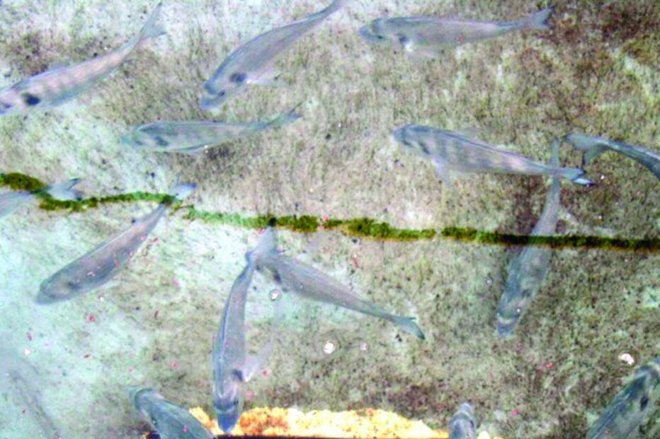 Milhões de douradas nas mãos da Justiça