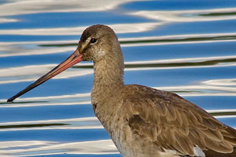 Maçaricos nas rotas dos aviões