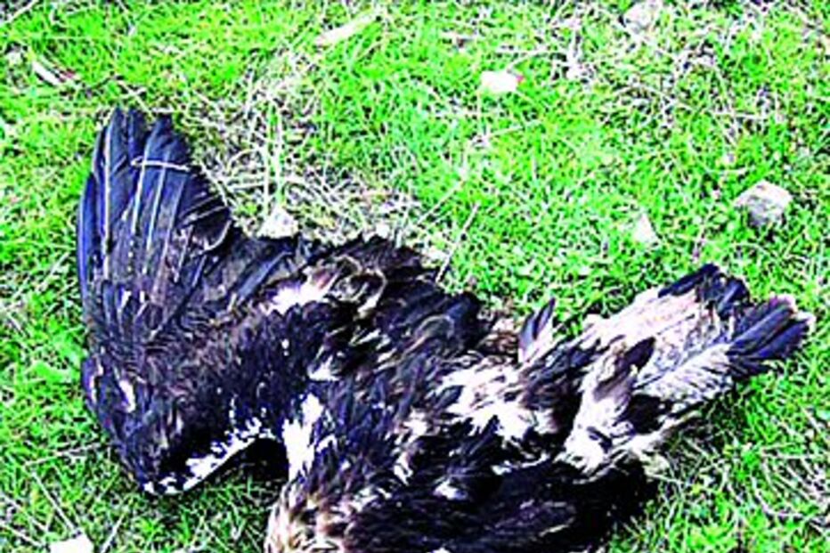 Águia-imperial morta na caça