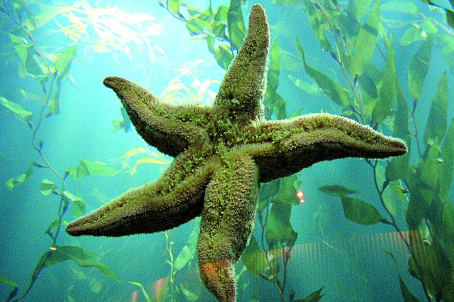 O mar actua como grande absorvedor de dióxido de carbono. Nos últimos séculos, o PH da água da superfície do mar diminuiu em trinta por cento. As estrelas-do-mar podem desaparecer em cem anos. (direitos reservados)