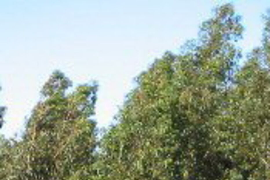 Eucalipto ocupa 26% da floresta portuguesa