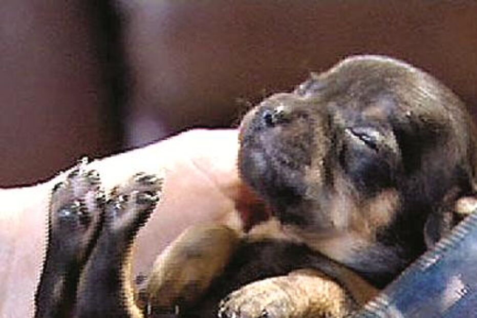 Cão minorca mede apenas 20 cm