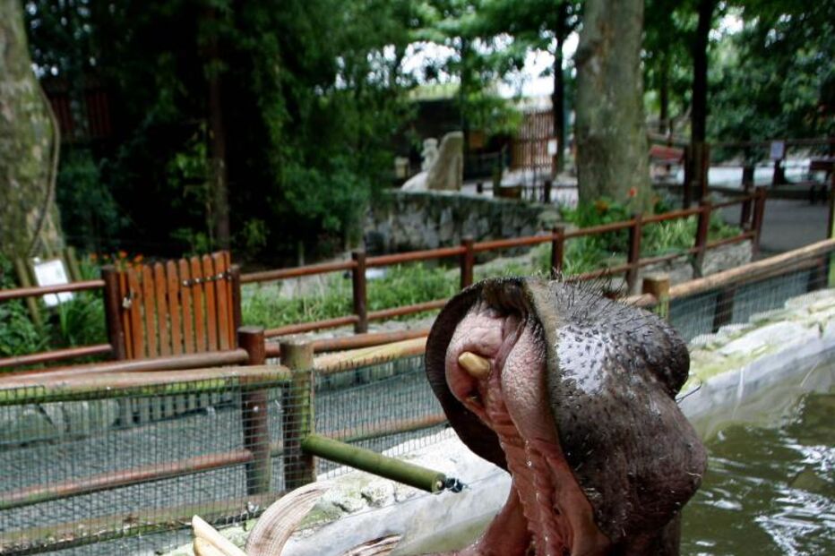 Zoo da Maia dá mais espaço