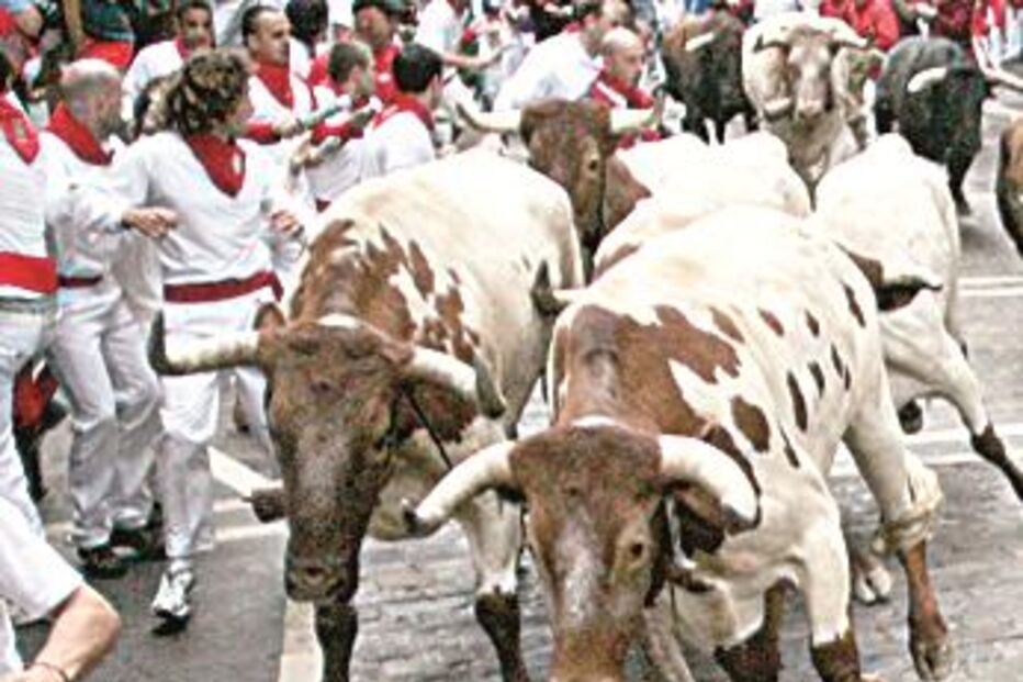 Vacas maltratadas em festejos