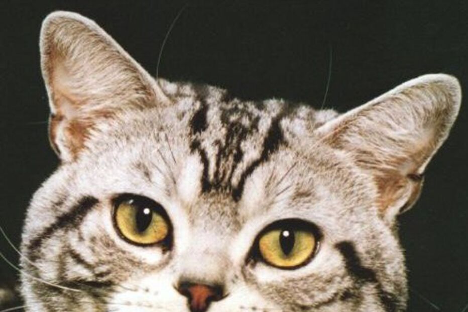 Um gato contra a abstenção no Japão