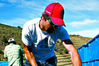 Vindimas antecipadas