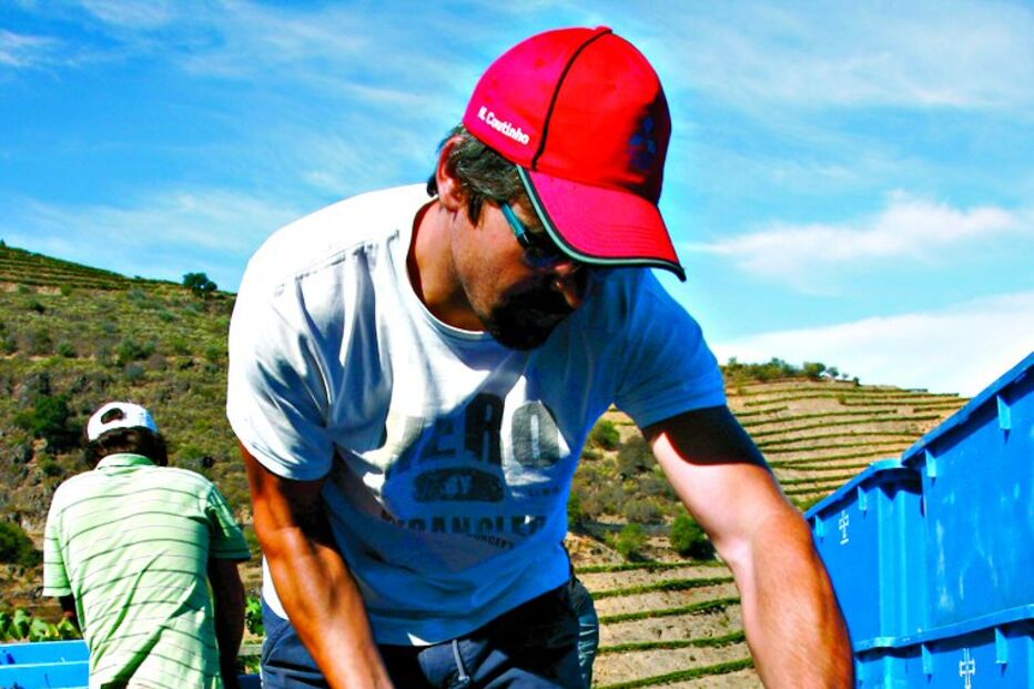 Vindimas antecipadas