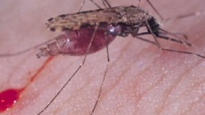 Cientistas alteraram genes de um mosquito para travar a malária