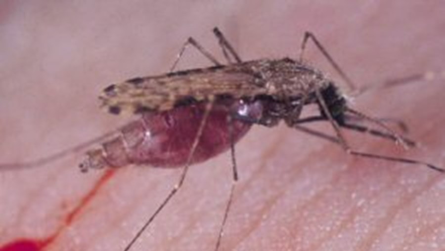 O mosquito Anopheles é responsável pela transmissão da Malária