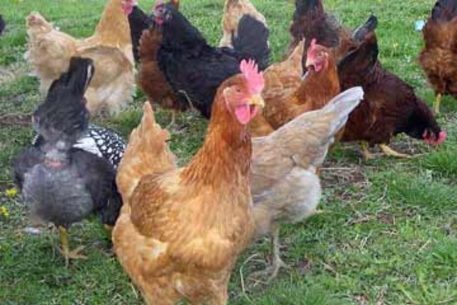 400 mil galinhas abatidas por suspeita de gripe das aves