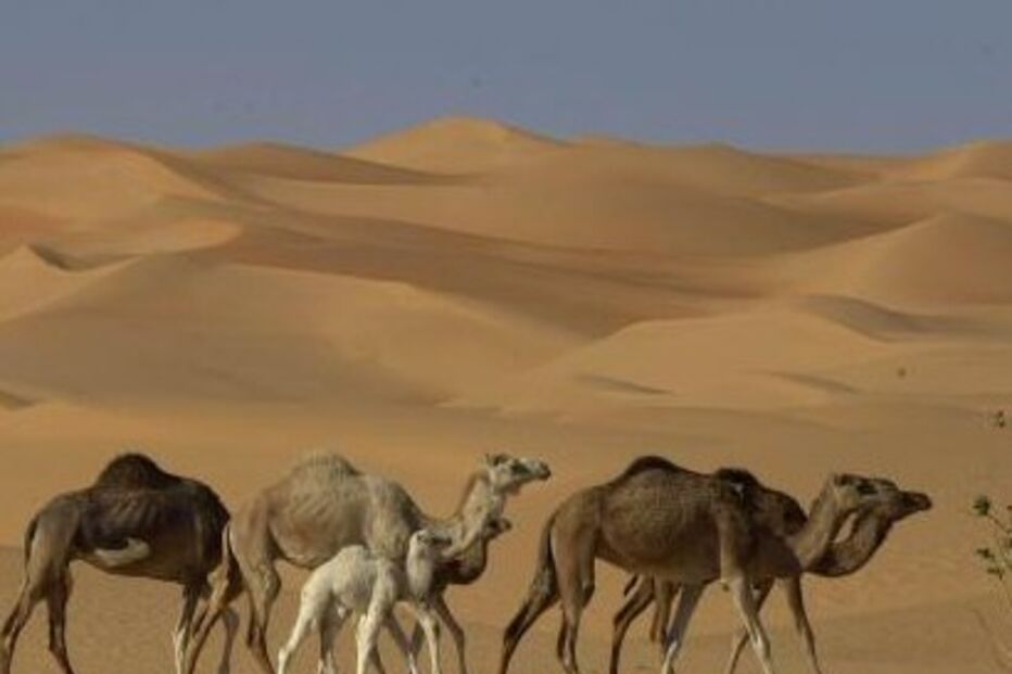 Austrália abate 6 mil camelos