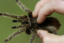 Pêlos de tarântula nos olhos 