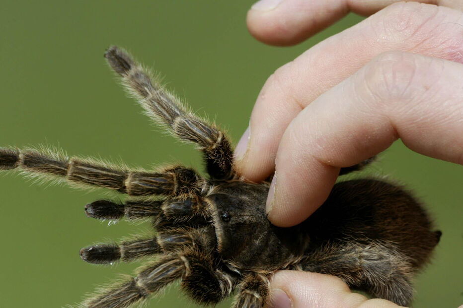 Pêlos de tarântula nos olhos 
