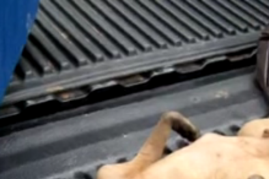 ‘Chupacabras’ assusta Texas (COM VÍDEO)