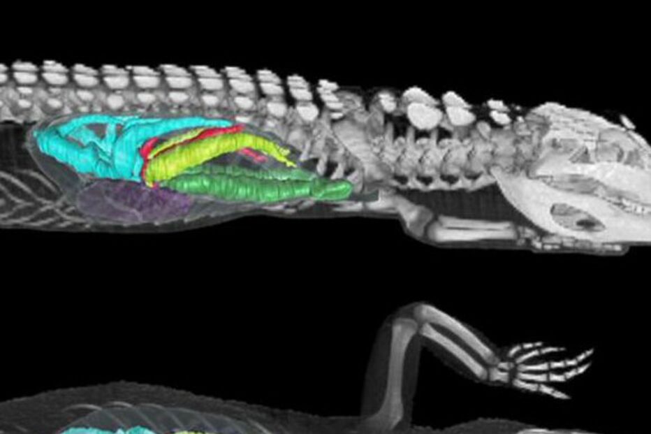 Aves respiram como crocodilos