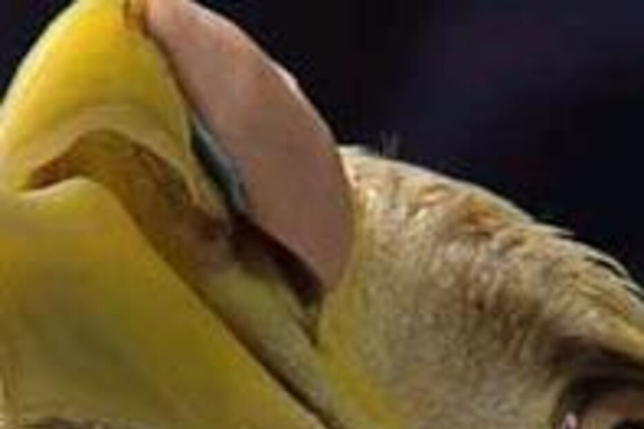 Águia com prótese no bico