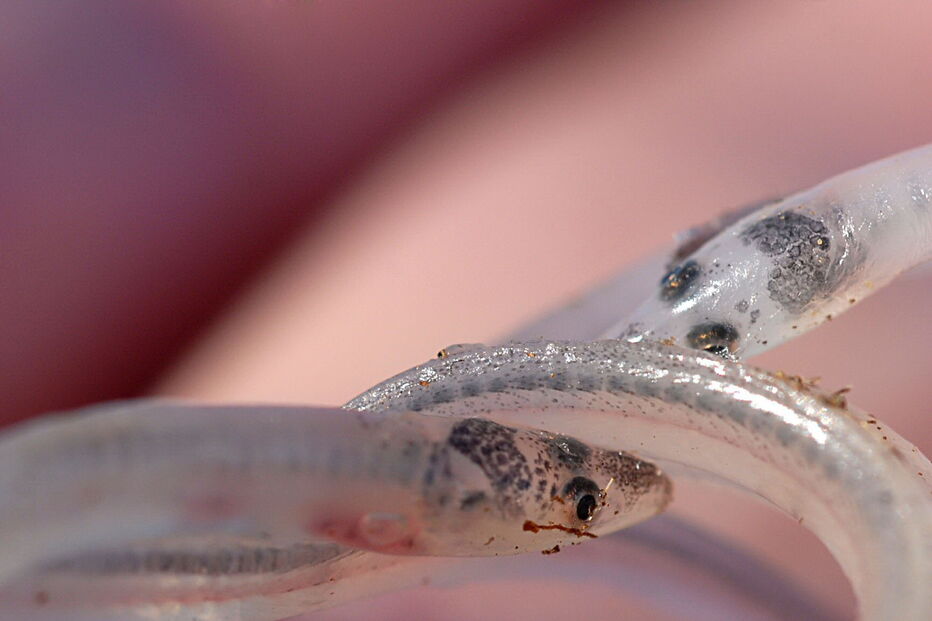 Meixão atinge os mil euros