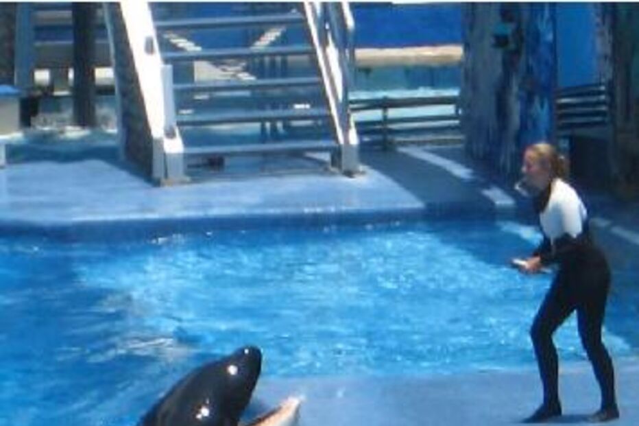 Religiosos querem apedrejar orca assassina