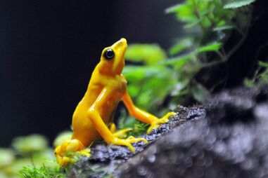 Entre as mais antigas espécies, agora condenadas à extinção, estão diversos anfíbios