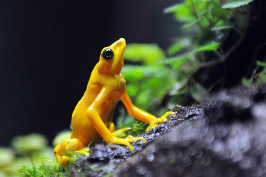 Entre as mais antigas espécies, agora condenadas à extinção, estão diversos anfíbios. Em El Valle, Panamá, no laboratório do Centro de Conservação Anfíbia, os sapos são guardados num “abrigo atómico” para garantir a preservação das várias espécies em risco.  