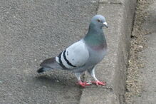 Barcelona: Concurso público para matar pombos