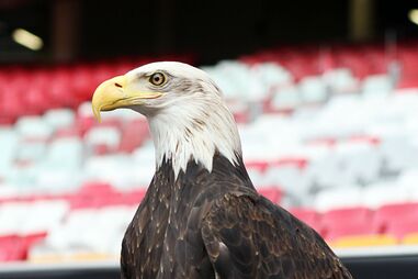 Do milhafre à águia real