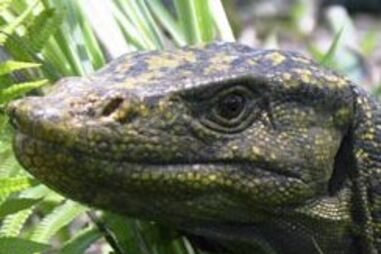 Descoberto lagarto gigante com dois pénis