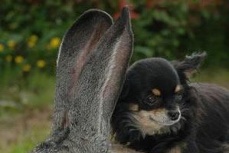 Maior coelho do mundo pesa 22 quilos