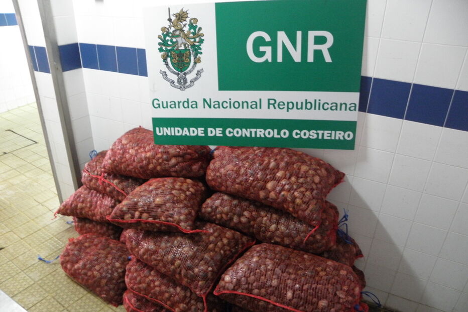 GNR apreende amêijoas estragadas  