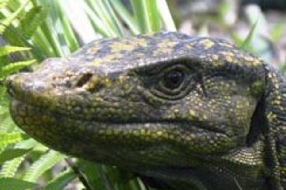 Descoberto lagarto gigante com dois pénis