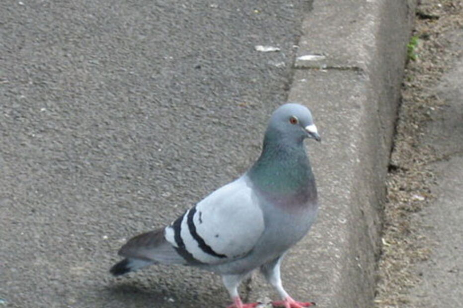 Barcelona: Concurso público para matar pombos