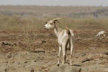 Especialistas defendem medidas de combate à seca