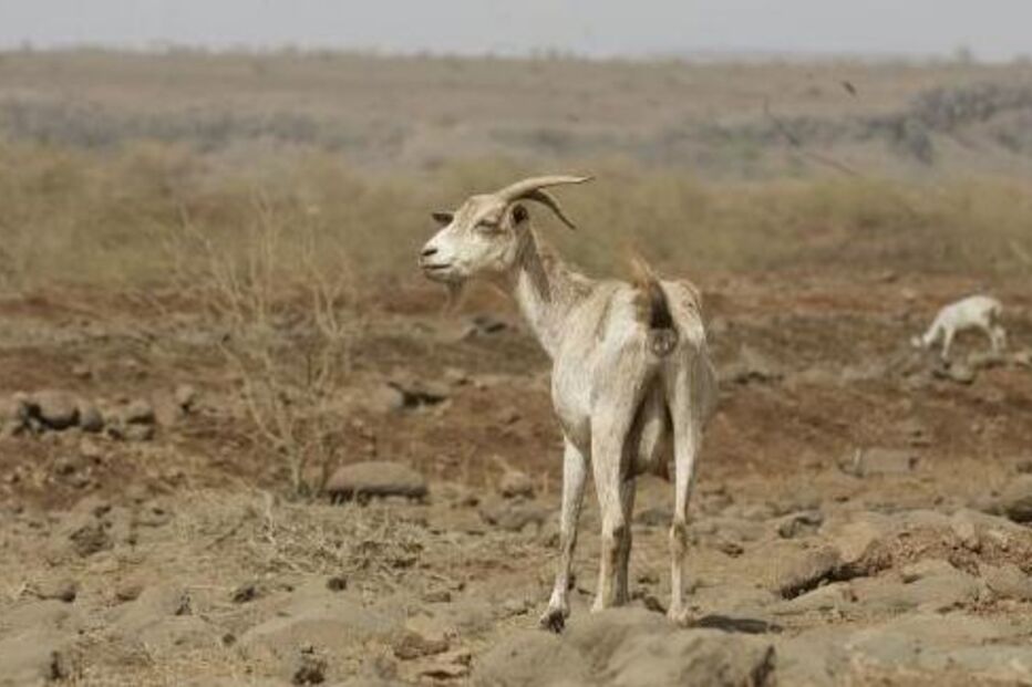 Especialistas defendem medidas de combate à seca