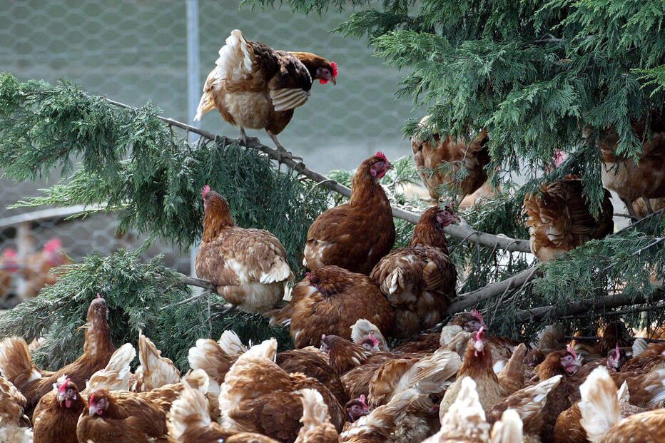 Frangos viram galinhas do campo