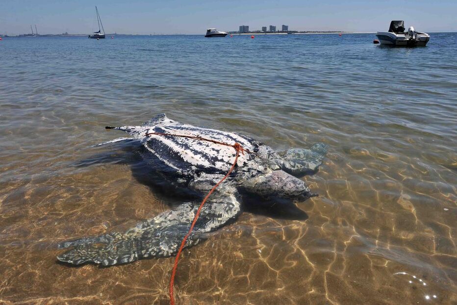 Uma tartaruga de couro 